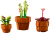 Klocki LEGO Botanicals 10329 Małe roślinki