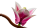 Klocki LEGO Botanical 11510 Gałązki magnolii
