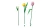 Klocki LEGO Botanical 11501 Bukiet tulipanów