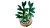 Klocki LEGO Botanical 10344 Dracena sandera